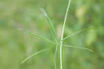 Palmleaf poppymallow